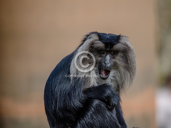 Lion-tailed Macaque Lion-tailed Macaque