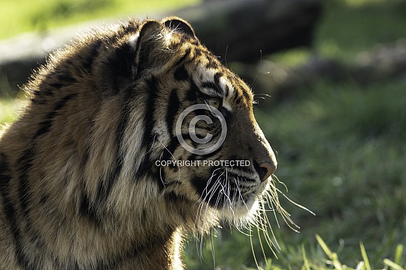 Sumatran Tiger Close Up Side Profile