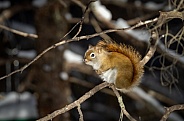 Red tail squirrel on a tree branch