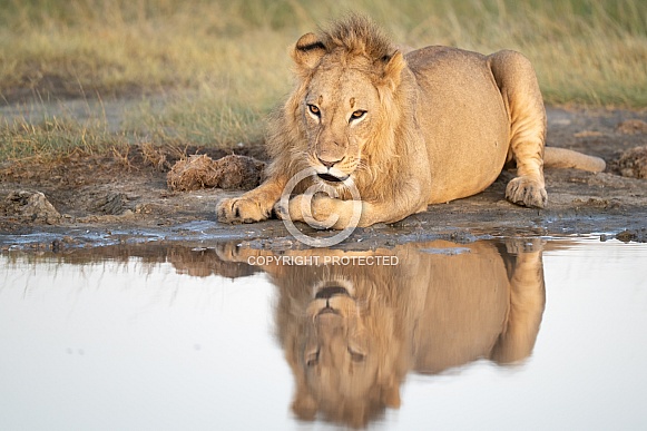 Lion with a reflection by the water Lion with a reflection by the water