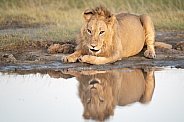 Lion with a reflection by the water