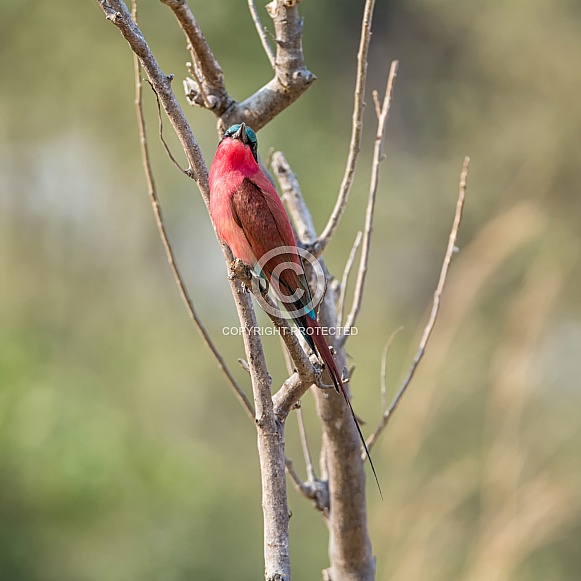 Southern Carmine Bee-eater Southern Carmine Bee-eater