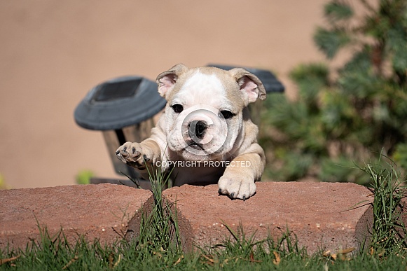 Bulldog puppy trying to climb over a retaining wall