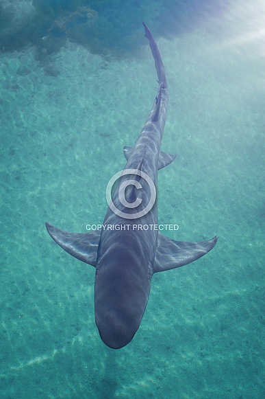 Lemon Shark Lemon Shark