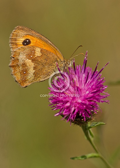 Gatekeeper Gatekeeper