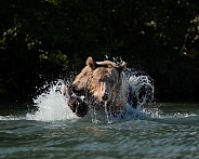Bear coming head out while jumping on fish
