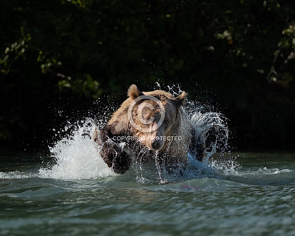 Bear coming head out while jumping on fish Bear coming head out while jumping on fish