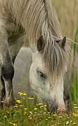 Carneddau Pony