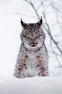 Canada Lynx