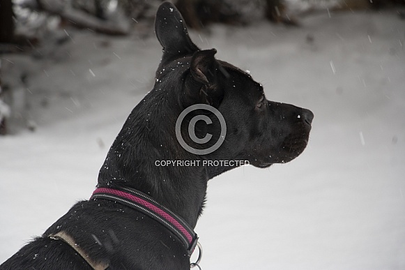 Staffordshire terrier mix (Maya) Staffordshire terrier mix (Maya)