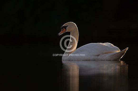 The mute swan (Cygnus olor)