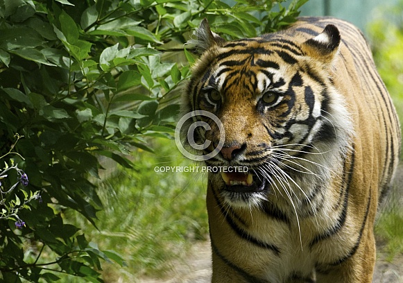 Sumatran Tiger