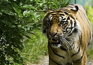 Sumatran Tiger