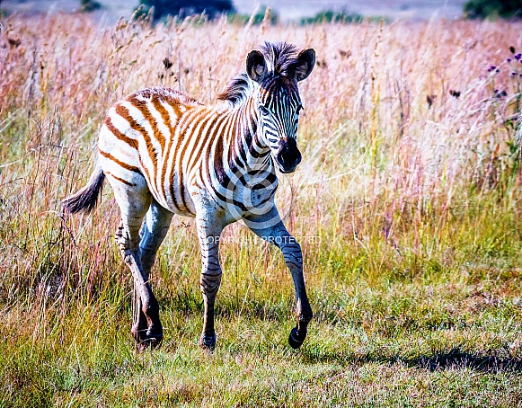 Zebra Foal Zebra Foal