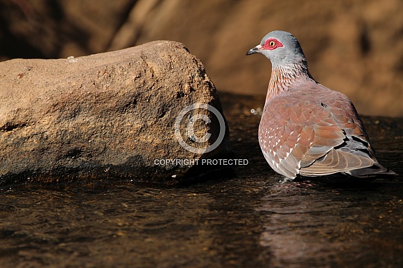 Rock pigeon