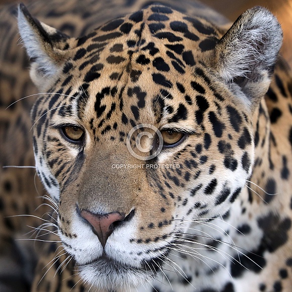 Jaguar (panthera onca) Jaguar (panthera onca)