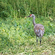 Lesser Sandhill Crane Looking Back