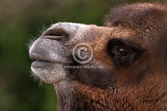 Close Up Eyes and Nose Of Bactrian Camel