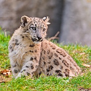 Young Snow leopard