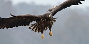 White tailed eagle or European Eagle