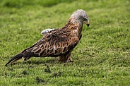 Black Kite Full Body On Grass