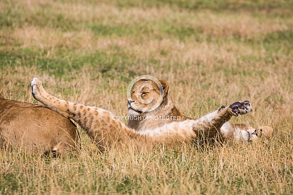 African Lion Cubs African Lion Cubs