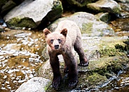 A wild grizzly bear cub