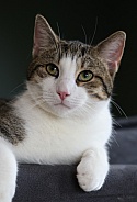 Domestic cat 
