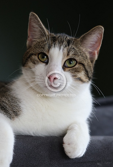 Domestic cat Domestic cat