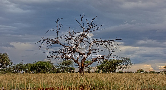 Camel Thorn tree