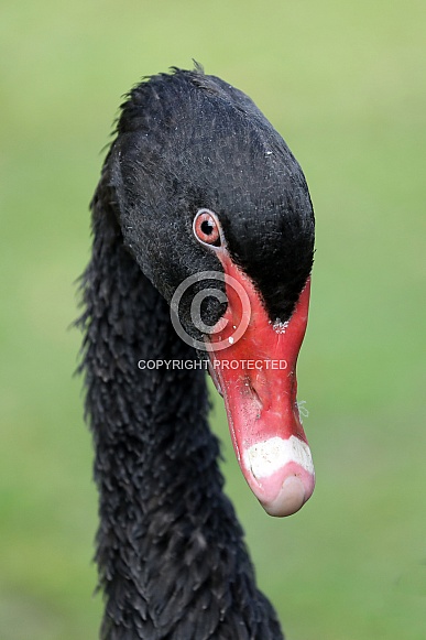 Black Swan (Cygnus atratus) Black Swan (Cygnus atratus)