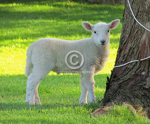 Lamb