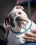 Bulldog with a tilted head portrait