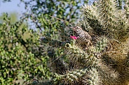 Cactus Wren in Cholla Cactus