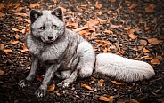 Arctic Fox