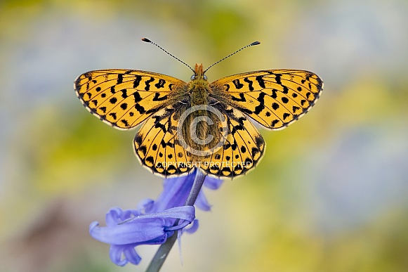 Pearl bordered fritillary
