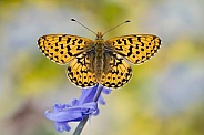 Pearl bordered fritillary