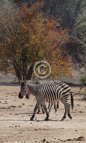 Burchell's (Plains) Zebras