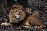 African lion with cubs