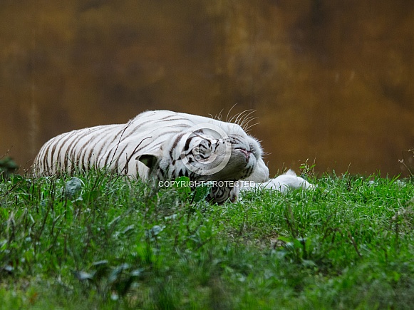 White tiger