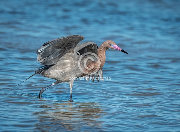 Reddish Egret