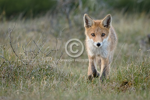 Red fox cubs