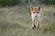 Red fox cubs