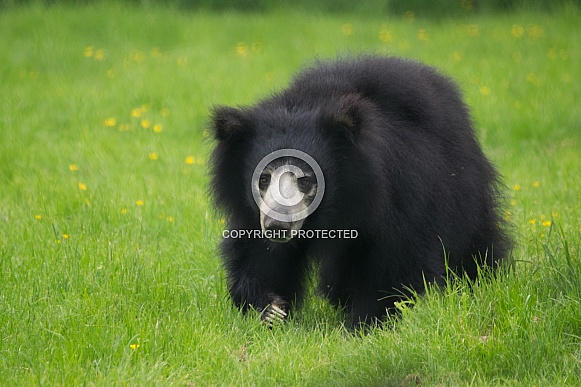 Sloth Bear