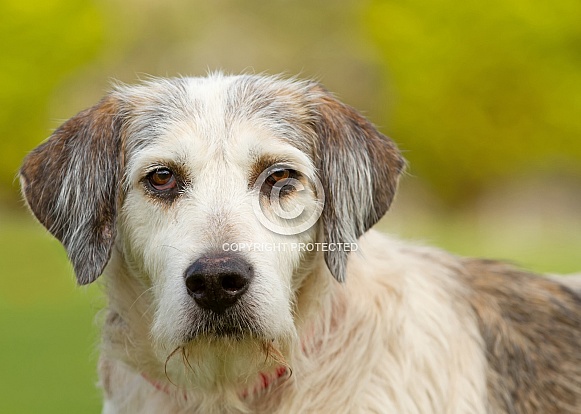 Elderly Crossbeed Elderly Crossbeed