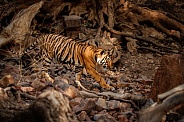 Beautiful tiger in the nature habitat. Tiger pose in amazing light. Wildlife scene with wild animal. Indian wildlife. Indian tiger. Panthera tigris tigris.