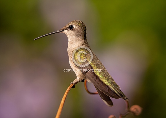Hummingbird perched on a piece of grape vine