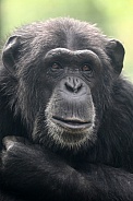 Chimpanzee (Pan troglodytes)