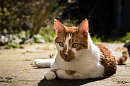 Domestic cat chilling in the sun