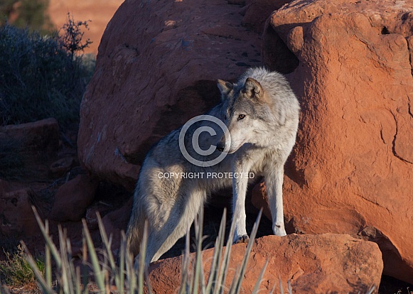 wolf, canis lupis wolf, canis lupis